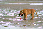 stehender Old English Mastiff Welpe