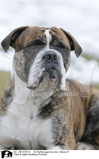 Olde English Bulldog Portrait / AP-07614