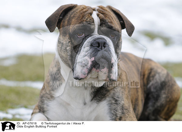 Olde English Bulldog Portrait / AP-07618