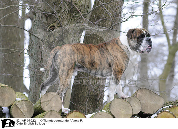 Olde English Bulldog / AP-07622