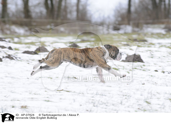 rennende Olde English Bulldog / AP-07624
