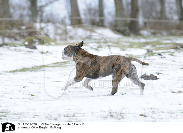 rennende Olde English Bulldog / AP-07626