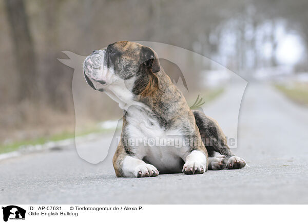 Olde English Bulldog / AP-07631