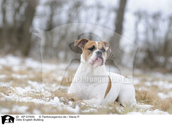 Olde English Bulldog / AP-07694