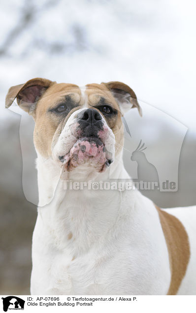 Olde English Bulldog Portrait / AP-07696