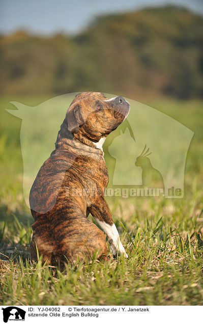 sitzende Olde English Bulldog / YJ-04062