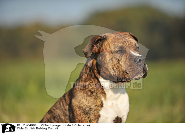 Olde English Bulldog Portrait / YJ-04068