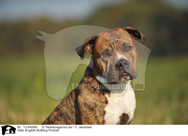 Olde English Bulldog Portrait / YJ-04069