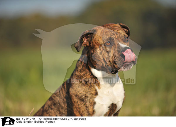 Olde English Bulldog Portrait / YJ-04070