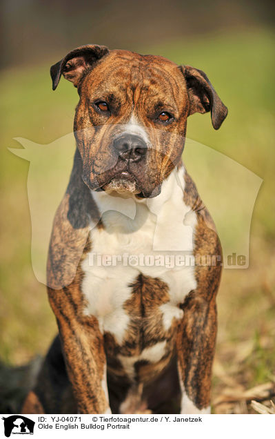 Olde English Bulldog Portrait / YJ-04071