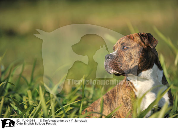 Olde English Bulldog Portrait / YJ-04074