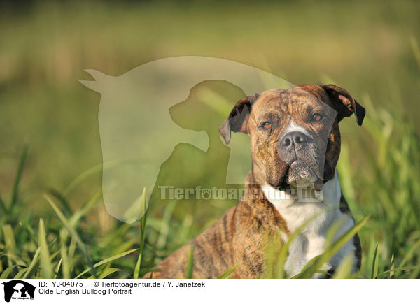 Olde English Bulldog Portrait / YJ-04075