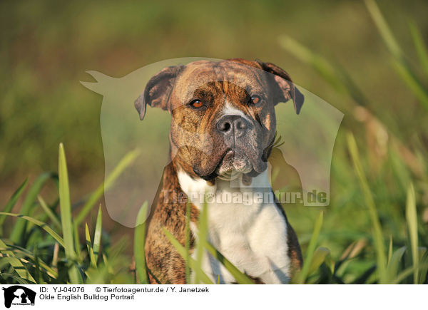 Olde English Bulldog Portrait / YJ-04076