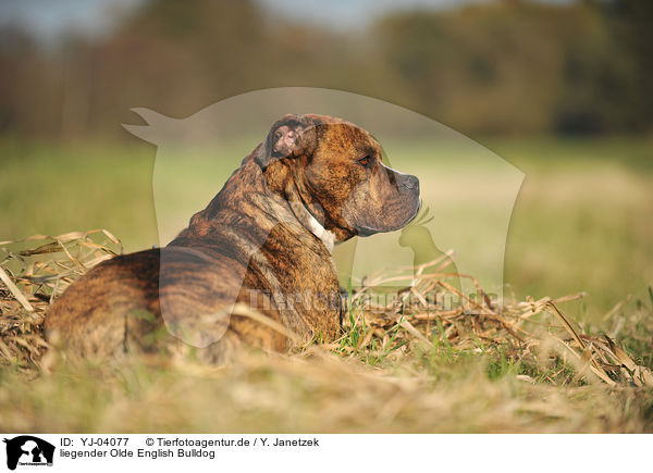 liegender Olde English Bulldog / YJ-04077