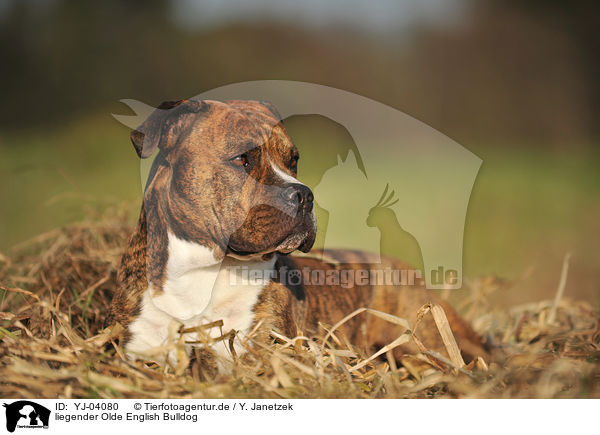 liegender Olde English Bulldog / YJ-04080