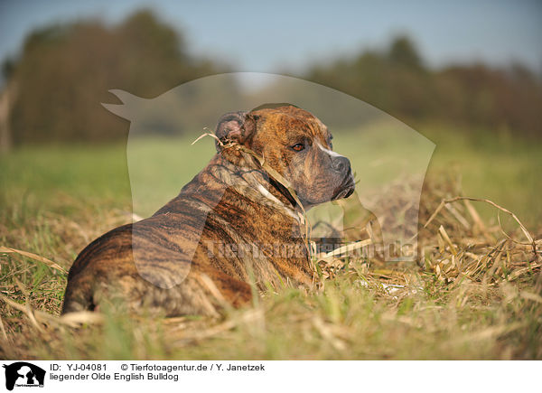 liegender Olde English Bulldog / YJ-04081