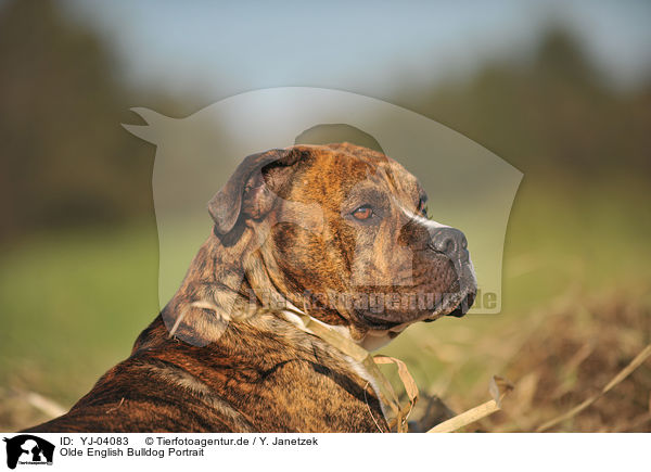 Olde English Bulldog Portrait / Olde English Bulldog Portrait / YJ-04083