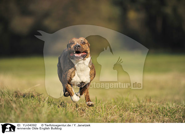 rennende Olde English Bulldog / running Olde English Bulldog / YJ-04092