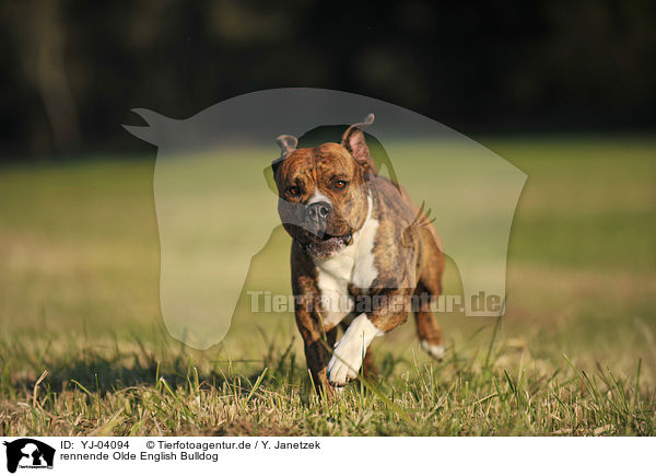 rennende Olde English Bulldog / running Olde English Bulldog / YJ-04094