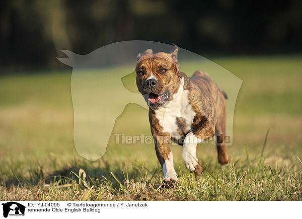 rennende Olde English Bulldog / running Olde English Bulldog / YJ-04095