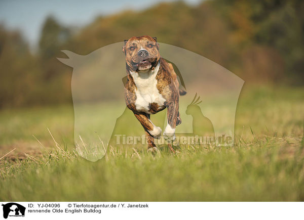 rennende Olde English Bulldog / running Olde English Bulldog / YJ-04096