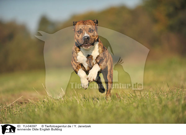 rennende Olde English Bulldog / running Olde English Bulldog / YJ-04097