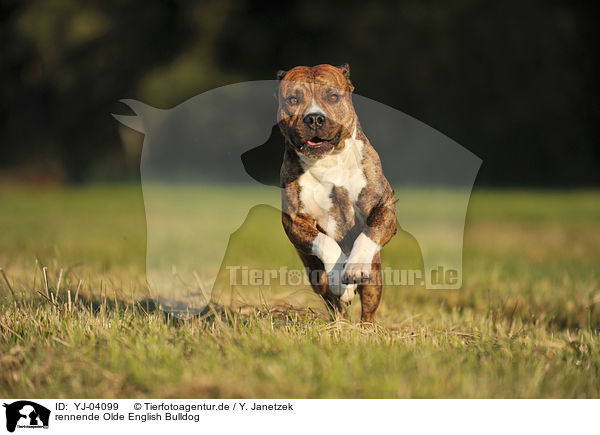 rennende Olde English Bulldog / running Olde English Bulldog / YJ-04099
