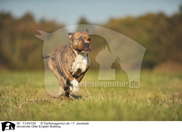rennende Olde English Bulldog / running Olde English Bulldog / YJ-04100