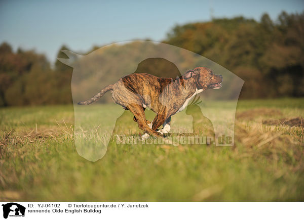 rennende Olde English Bulldog / running Olde English Bulldog / YJ-04102