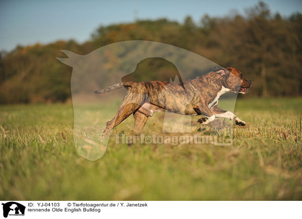 rennende Olde English Bulldog / running Olde English Bulldog / YJ-04103