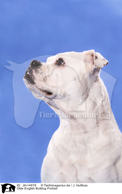 Olde English Bulldog Portrait / JH-14679