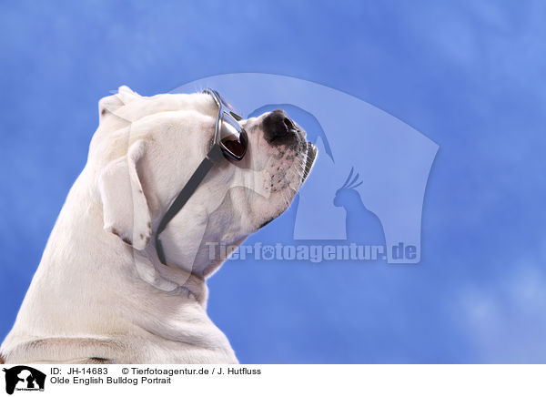 Olde English Bulldog Portrait / JH-14683