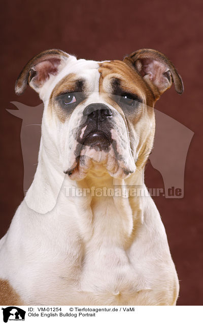 Olde English Bulldog Portrait / VM-01254