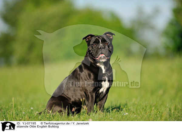 sitzende Olde English Bulldog / YJ-07195