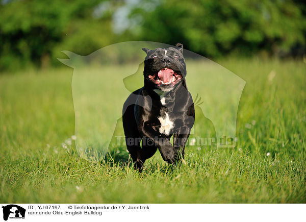 rennende Olde English Bulldog / YJ-07197