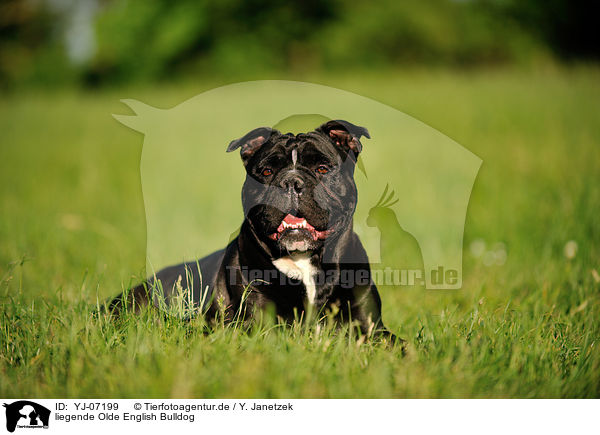 liegende Olde English Bulldog / YJ-07199