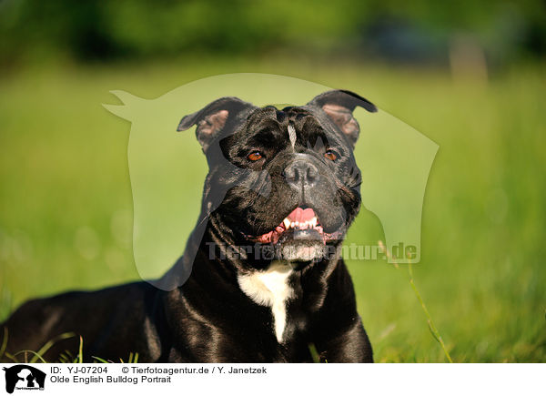 Olde English Bulldog Portrait / YJ-07204