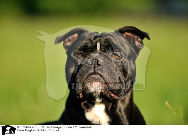 Olde English Bulldog Portrait / YJ-07205