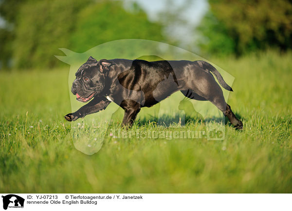 rennende Olde English Bulldog / YJ-07213