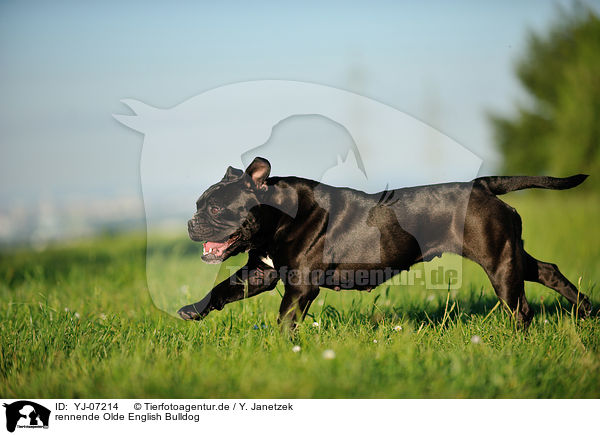 rennende Olde English Bulldog / YJ-07214