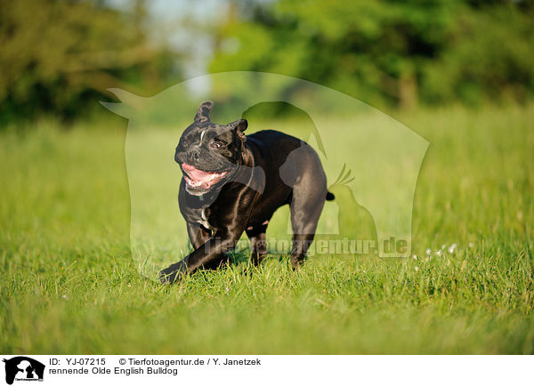 rennende Olde English Bulldog / YJ-07215