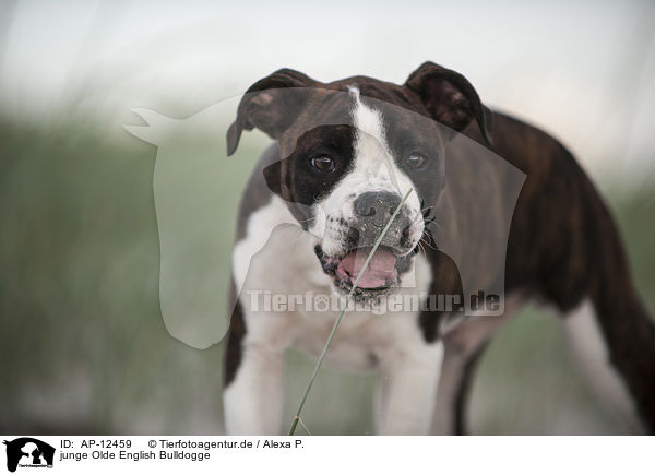 junge Olde English Bulldogge / AP-12459