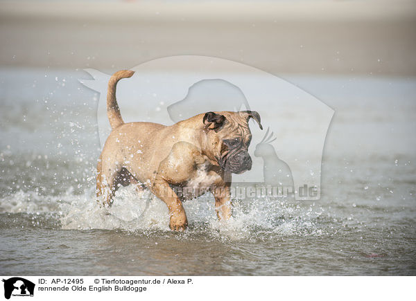 rennende Olde English Bulldogge / AP-12495