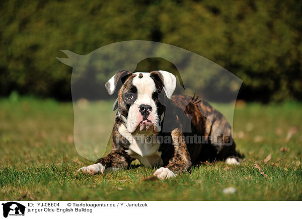 junger Olde English Bulldog / YJ-08604