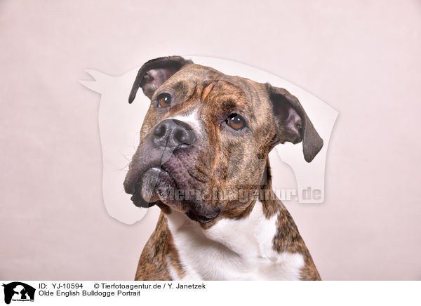 Olde English Bulldogge Portrait / YJ-10594