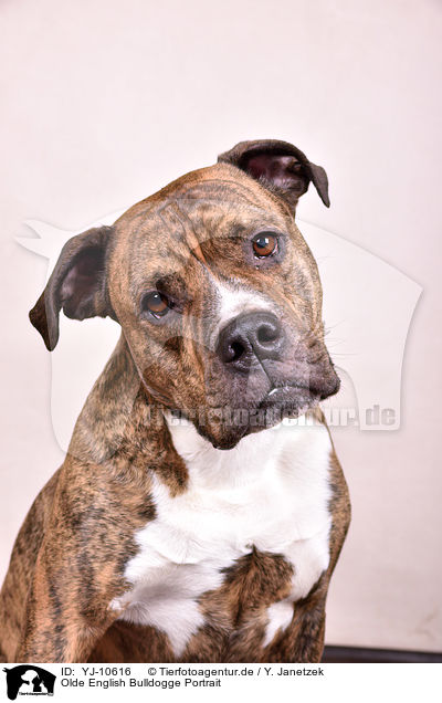 Olde English Bulldogge Portrait / YJ-10616