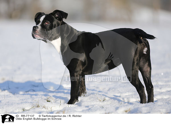 Olde English Bulldogge im Schnee / RR-77137