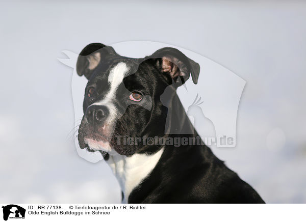 Olde English Bulldogge im Schnee / RR-77138