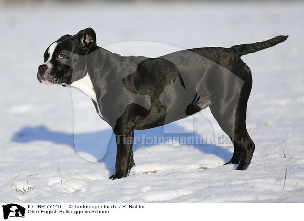 Olde English Bulldogge im Schnee / RR-77146
