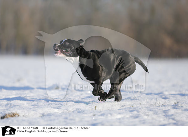 Olde English Bulldogge im Schnee / RR-77148